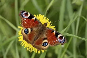 Nectar: Butterfly Aglais on yellow dandelion flower