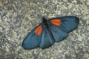 Risaralda: butterfly (Altinote ozoneme) Heliconiinae, Tatama