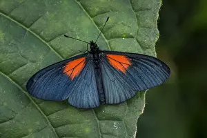Risaralda: butterfly (Altinote ozoneme) Heliconiinae, Tatama