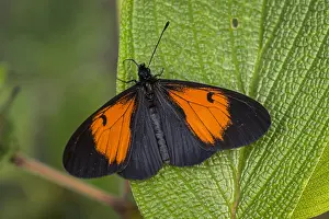 Risaralda: butterfly (Altinote stratonice) Heliconiinae, Tatama