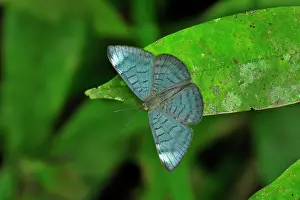 Riodinidae: butterfly, Aurimna Emesis, Riodinidae, Rio Claro