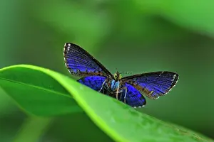 Riodinidae: butterfly, Aymaran Metalmark, Riodinidae, underside