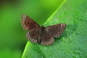 Riodinidae: butterfly, Aymaran Metalmark, Riodinidae, Rio Claro