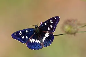 Gather: Butterfly (Azuritis reducta), Foraging Scabiosa