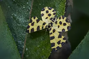 Riodinidae: butterfly (Baeotis macularia) Riodinidae, Tatama