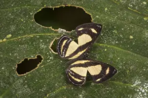 Riodinidae: butterfly (Baeotis nesaea) Riodinidae, Tatama National