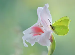Brimstone: Butterfly, Brimstone