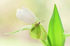 Vein: Butterfly, Brimstone