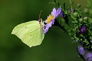 Brimstone: Butterfly, Brimstone - on Aster blosssom in garden