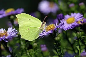 Brimstone: Butterfly, Brimstone - on Aster blosssom in garden