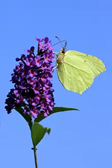 Brimstone: Butterfly, Brimstone - on Buddleia blosssom in garden