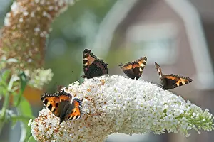 Tortoiseshell: Butterfly Bush