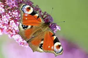 Buddleja: Butterfly Bush
