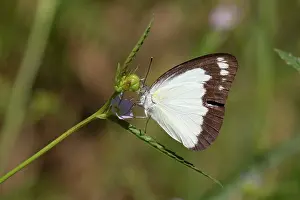 Caper: Butterfly - Caper Gull / Australian Gull