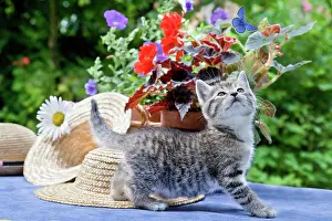 Headdress: Butterfly Cat Flower - Alsace