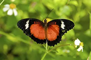 Line: Butterfly (Cethosia luzonica bohlica)