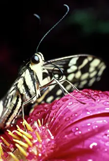 Antennaes: Butterfly - close-up of tongue / proboscis
