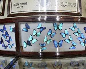 Cairo: Butterfly Collection
