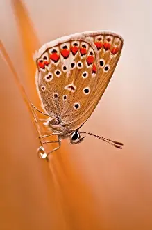 Icarus: Butterfly, Common blue