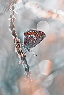 Icarus: Butterfly, Common blue