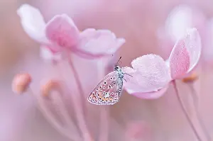 Icarus: Butterfly, Common blue