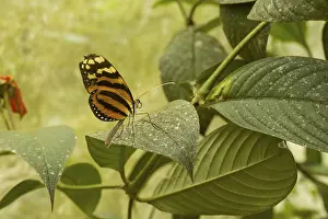 Lepidopteran: Butterfly, costarica