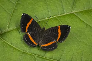 Maria: butterfly (Crocozona coecias) Riodinidae, Santa