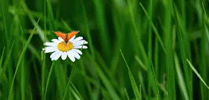 Cayolle: Butterfly on Daisy, Alpine Flora, Col de la Cayolle