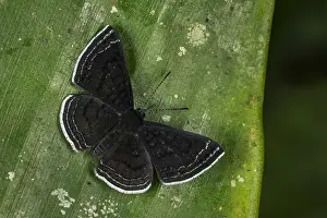Riodinidae: butterfly (Detritivora sp.) Riodinidae, Tatama National