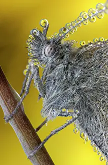 Making: Butterfly with drops of dew on the head and body