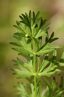 Umbellifers: Butterfly Egg - Egg of Common Swallowtail Butterfly