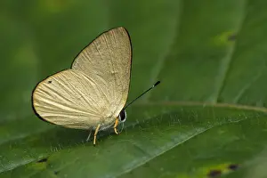 Riodinidae: butterfly (Euselasia bettina) Riodinidae, Tatama