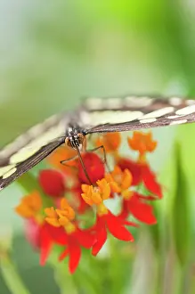 Flowerhead: Butterfly feeding on Bloodflower