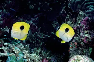 Chaetodon: Butterfly Fish