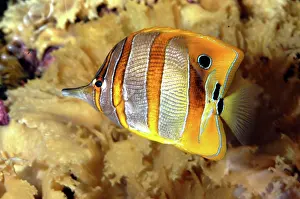 Chelmon: Butterfly fish / Beaked coral fish