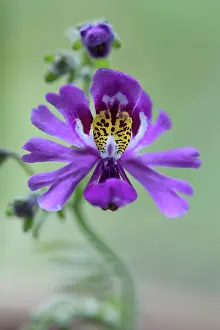 Poor: Butterfly Flower