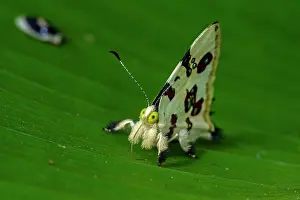 Formosus: butterfly, Formosus Jewelmark, Riodinidae, Rio Claro