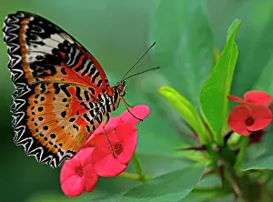 Thorns: Butterfly Garden Tropical Butterfly Cethosia hypsea
