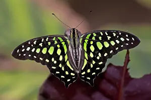 051218: Butterfly, Graphium agamemnun, Thailand, , Asia Kao