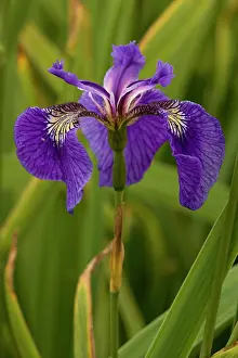 Irises: Butterfly iris