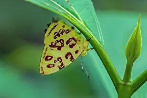 Riodinidae: butterfly, Kupris Jewelmark, Riodinidae, Rio Claro