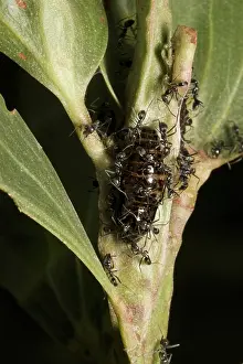 Larvae: Butterfly larva tended by ants
