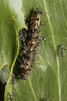 Larvae: Butterfly larva tended by ants
