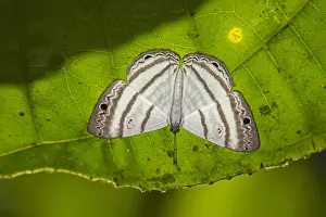 Blanco: butterfly (Leucochimona sp.) Riodinidae, Rio Blanco