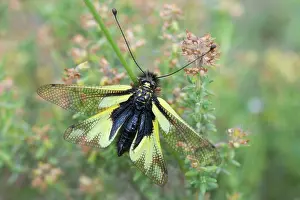 Vaucluse: Butterfly-lion (Libelloides coccajus), Mont Ventoux