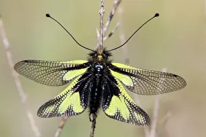 Antennata: Butterfly-lion (Libelloides coccajus), on a dry