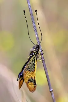 Stems: Butterfly-lion (Libelloides longicornis) with closed