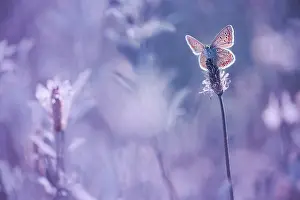 Protostomia: Butterfly (Lycaenidae sp) on an ear of Plantain