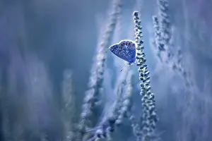 Imago: Butterfly (Lycaenidae sp) on a flower, France
