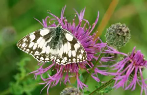 Galathea: Butterfly - Marbled White - on flower, with wings open